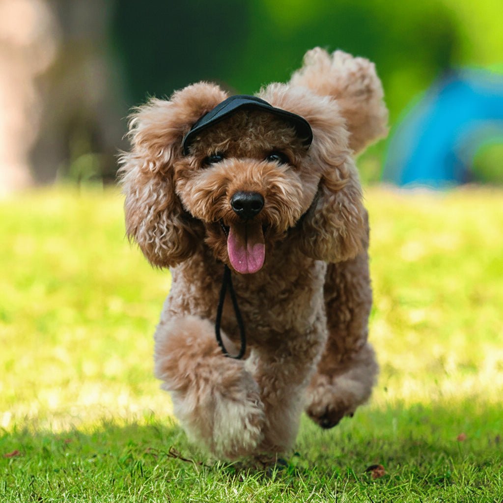 Cute Dog Sun Hats Summer Fashion Caps - SweetyGem